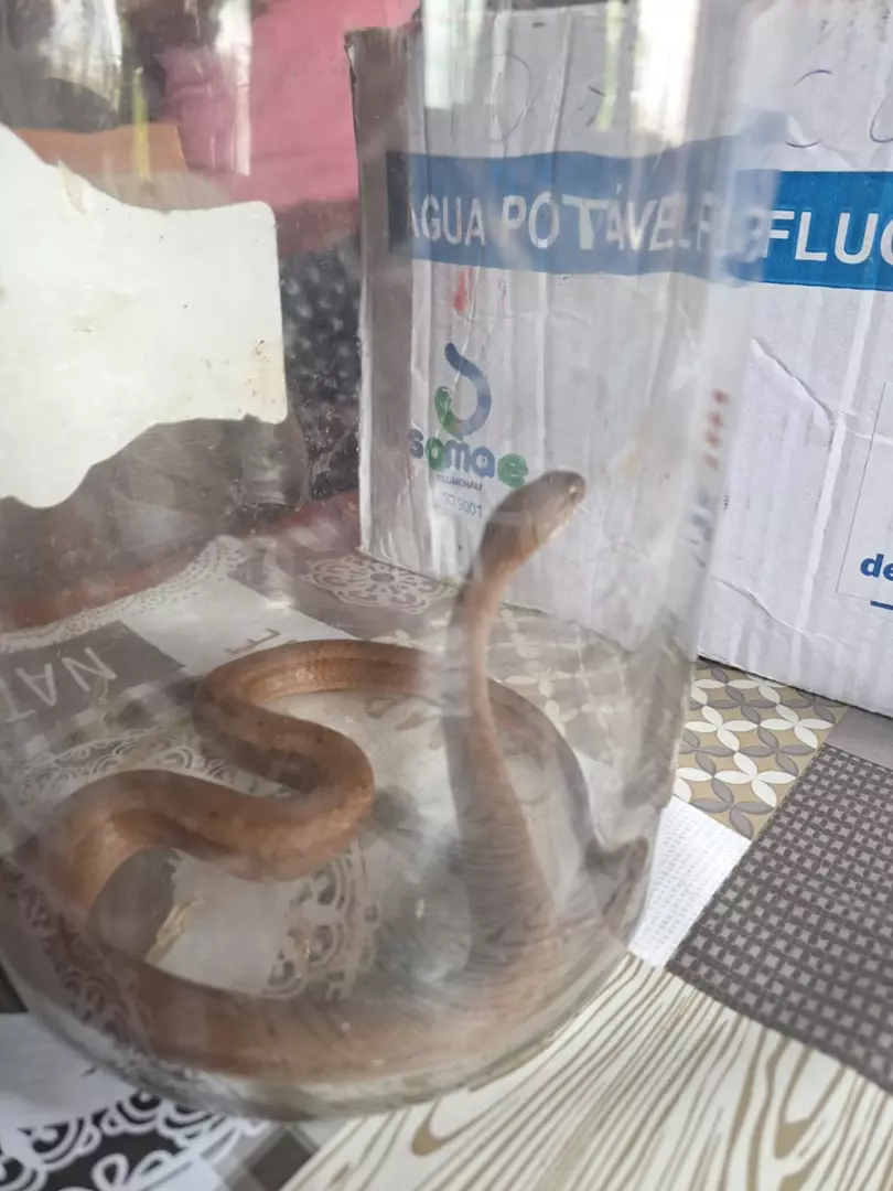Bombeiros capturam cobra em residência de Mafra